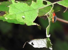 Trichobalya bowringii