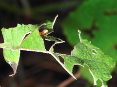 Trichobalya bowringii