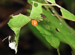 Trichobalya bowringii