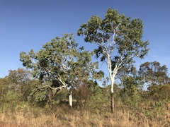 Corymbia confertiflora