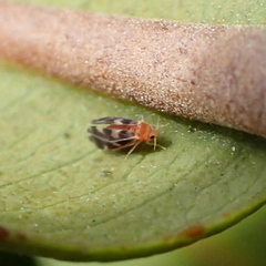 Aleurocanthus spiniferus