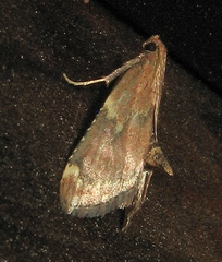Hypsopygia intermedialis