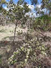 Spyridium spathulatum