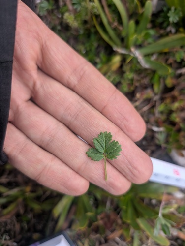 Potentilla dombeyi, photograph 3