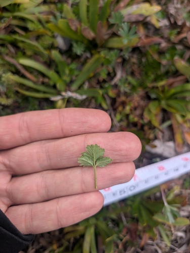Potentilla dombeyi, photograph 2