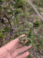 Baccharis tricuneata