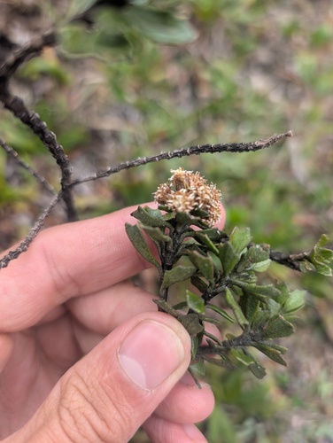 Baccharis tricuneata, photograph 2
