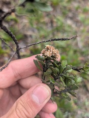 Baccharis tricuneata, photograph (c) Yuri Sofronov, some rights reserved (CC BY)