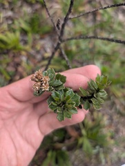 Baccharis tricuneata, photograph (c) Yuri Sofronov, some rights reserved (CC BY)