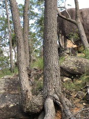 Eucalyptus cloeziana
