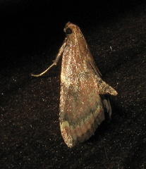 Hypsopygia intermedialis