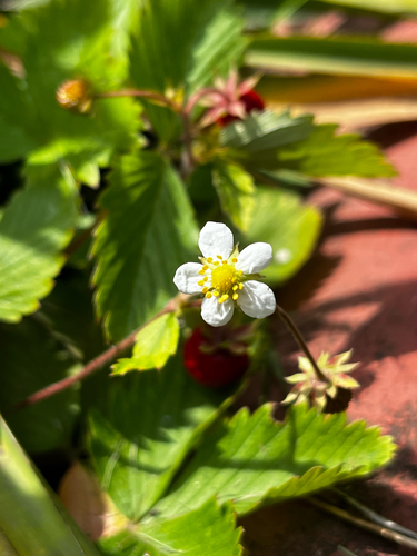woodland strawberry