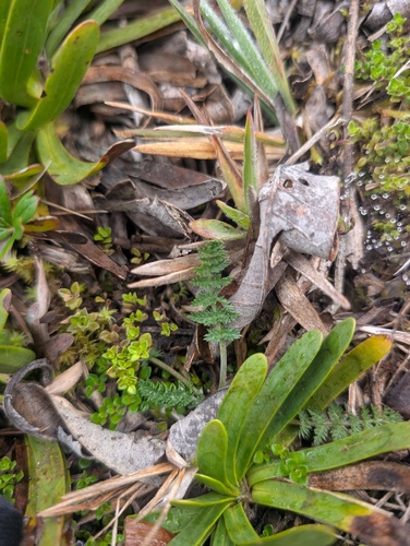 Chaerophyllum andicola observed 2026-06-20