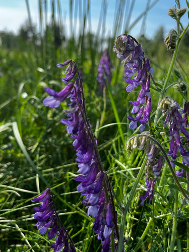 hairy vetch