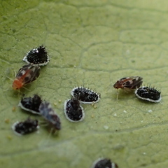 Aleurocanthus spiniferus