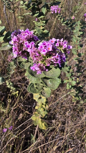Lippia lacunosa