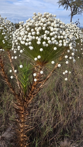 Actinocephalus bongardii