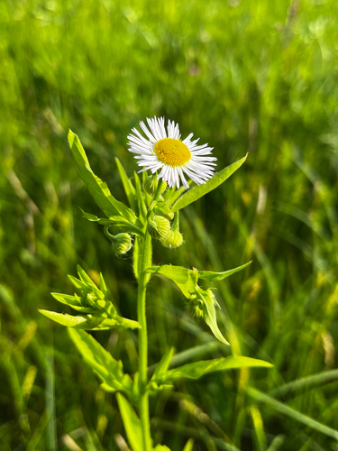 annual fleabane