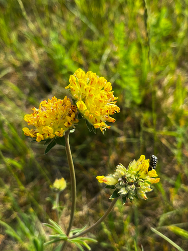 Common Kidney-Vetch