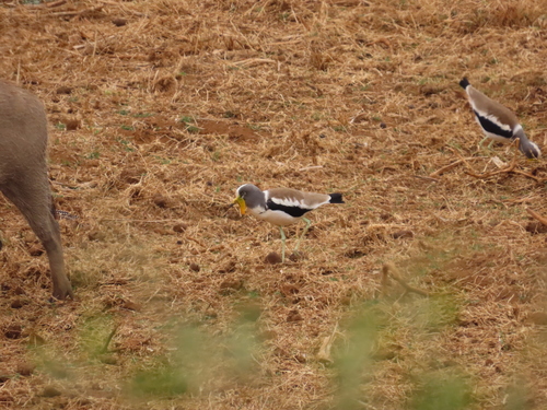 iNaturalist image