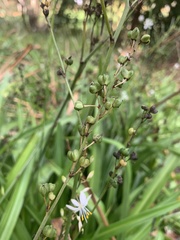 Chlorophytum comosum