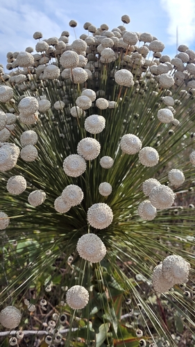 Paepalanthus chiquitensis