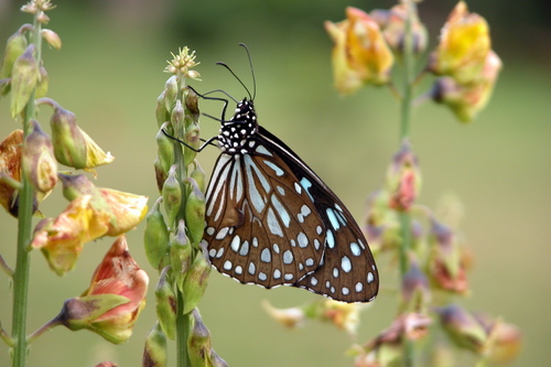 Blue Tiger photo 3