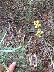 Acacia iteaphylla