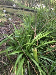 Chlorophytum comosum