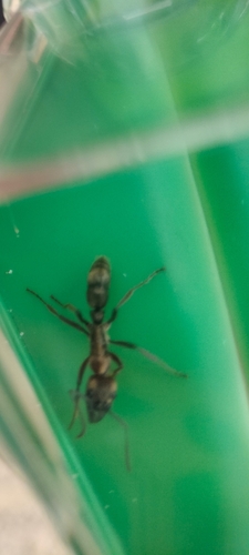 Hairy Panther Ant (Neoponera villosa)