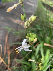 Chlorophytum comosum