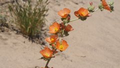 Sphaeralcea orcuttii