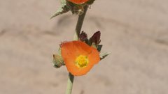 Sphaeralcea orcuttii