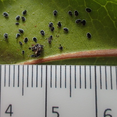 Aleurocanthus spiniferus