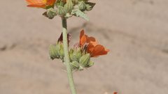 Sphaeralcea orcuttii