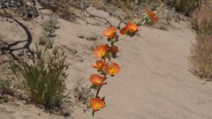 Sphaeralcea orcuttii