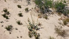 Sphaeralcea orcuttii