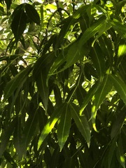 Fraxinus