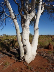Corymbia candida