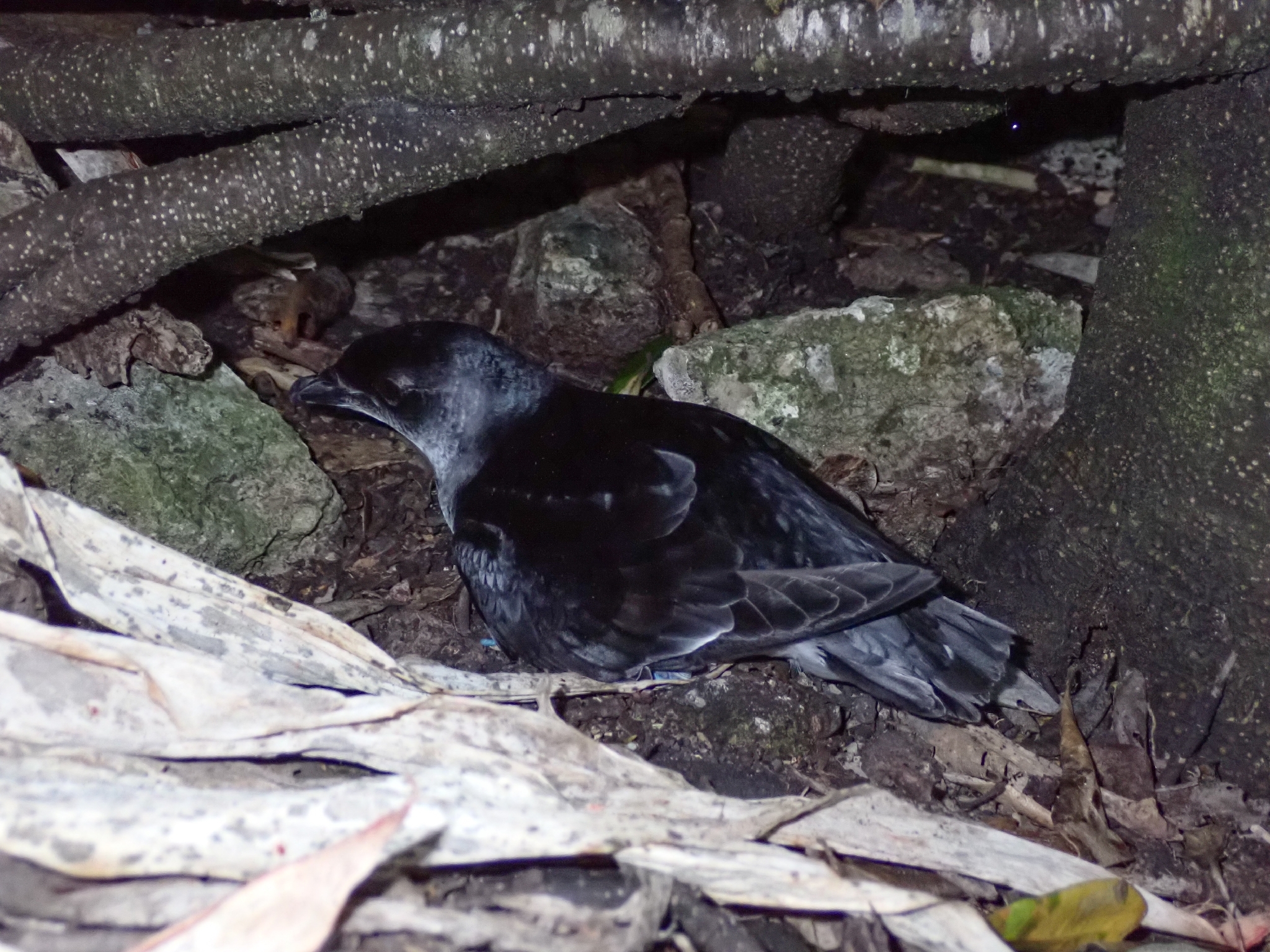 Common Diving Petrel (Pelecanoides urinatrix), photo 1