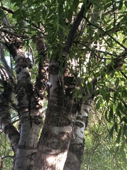 Fraxinus
