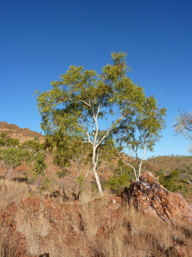Eucalyptus confluens