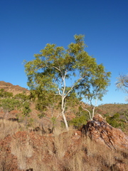 Eucalyptus confluens