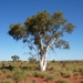 Desert Ghost Gum - Photo (c) Dean Nicolle, some rights reserved (CC BY-NC), uploaded by Dean Nicolle