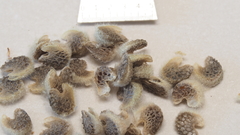 Sphaeralcea orcuttii