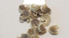 Sphaeralcea orcuttii