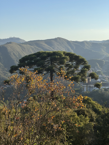 Paraná Araucaria