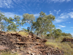 Eucalyptus herbertiana