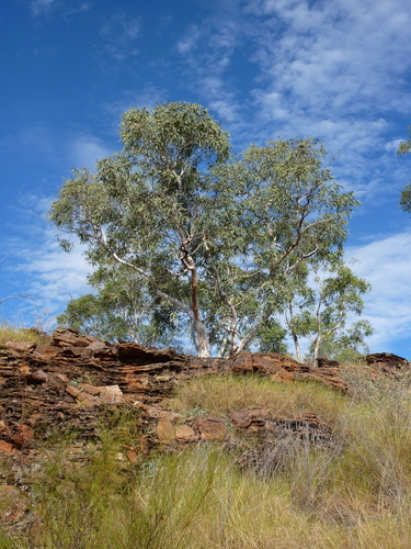 Eucalyptus herbertiana 2