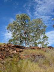 Eucalyptus herbertiana